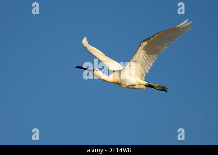 Eurasische Löffler oder gemeinsame Löffler (Platalea Leucorodia), im Flug, Texel, Watteninseln, Niederlande, Holland, Europa Stockfoto