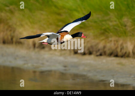 Gemeinsamen Brandgans (Tadorna Tadorna), Drake im Flug, Texel, Watteninseln, Niederlande, Holland, Europa Stockfoto