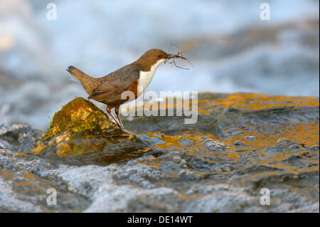 Weiße-throated Wasseramseln (Cinclus Cinclus), mit Nistmaterial, Biosphere Reserve Schwäbische Alb, Baden-Württemberg Stockfoto