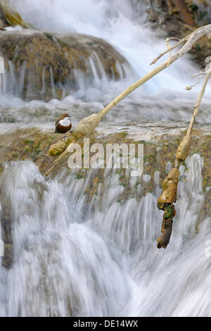 Weiße-throated Wasseramseln (Cinclus Cinclus) vor einem Wasserfall, Biosphere Reserve Schwäbische Alb, Baden-Württemberg Stockfoto