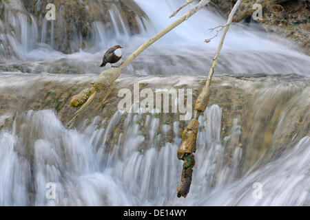 Weiße-throated Wasseramseln (Cinclus Cinclus) vor einem Wasserfall, Biosphere Reserve Schwäbische Alb, Baden-Württemberg Stockfoto
