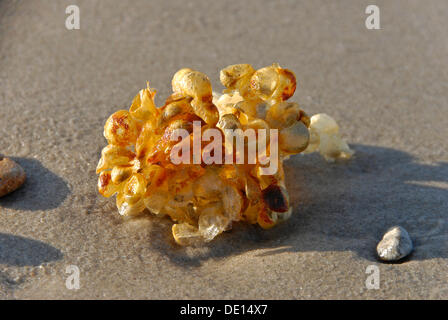 Ei Kapseln von einem gemeinsamen Wellhornschnecke (Buccinum Undatum), North Sea Küste, Dänemark, Europa Stockfoto