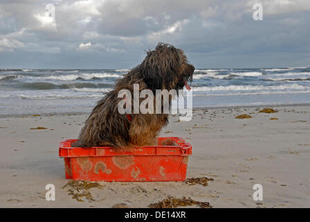 Briard Hund sitzt auf einem roten Fisch-Box am Strand Stockfoto