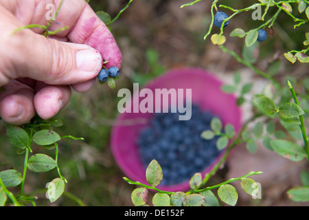 Zeigt nahm Heidelbeeren im Wald Stockfoto