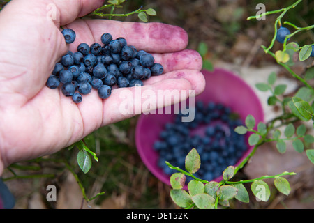 Zeigt nahm Heidelbeeren im Wald Stockfoto