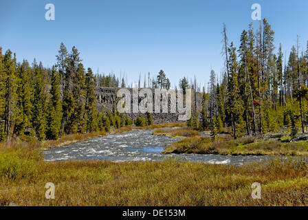 Basaltsäulen auf dem Sheepeater Cliff, Yellowstone-Nationalpark, Wyoming, USA Stockfoto