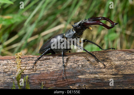 Hirschkäfer (Lucanus Cervus), männliche in aggressive Haltung auf Holz, Dreieichenhain, Hessen Stockfoto