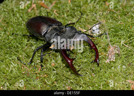 Hirschkäfer (Lucanus Cervus), Männlich, auf Moos, Dreieichenhain, Hessen Stockfoto