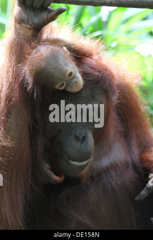 Ein wildes Leben Schuss von Orang-Utans in Gefangenschaft Stockfoto