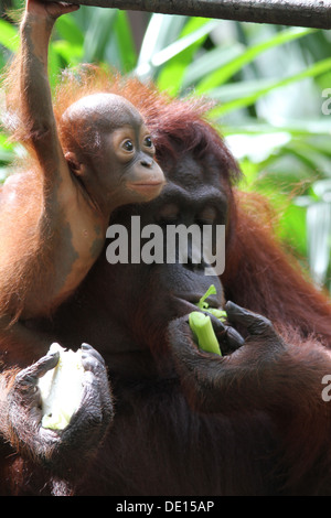 Ein wildes Leben Schuss von Orang-Utans in Gefangenschaft Stockfoto