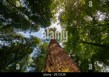 Mischwald im Sommer, blickte den Stamm einer Kiefer zu den Baumkronen Taunus, Hessen Stockfoto