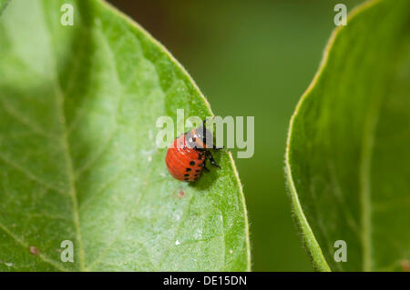 Colorado Kartoffel Käfer oder Kartoffel Bug (Leptinotarsa Decemlineata), Larve, nagt an einem Kartoffel-Blatt, Dreieich-Goetzenhain, Hessen Stockfoto