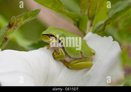 Junge Europäische Laubfrosch (Hyla Arborea), thront auf der Blume eine Ackerwinde (Calystegia Sepium), Moenchbruch Naturschutzgebiet Stockfoto