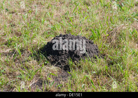 Frischen Maulwurfshügel auf einer gemähten Wiese Stockfoto