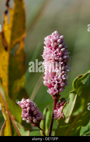 Blühende Wasser-Knöterich, Wasser Smartweed oder Wasserknöterich (Polygonum Amphibium), West-Jütland, Dänemark, Europa Stockfoto