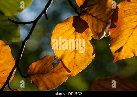 Herbststimmung, Herbst gefärbten Blätter der Buche (Fagus Sylvatica) mit Hintergrundbeleuchtung Stockfoto