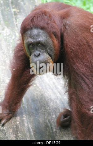 Ein wildes Leben Schuss von Orang-Utans in Gefangenschaft Stockfoto