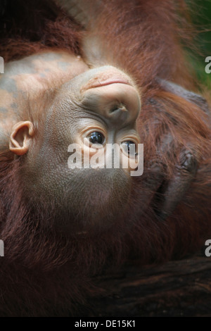 Ein wildes Leben Schuss von Orang-Utans in Gefangenschaft Stockfoto