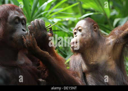 Ein wildes Leben Schuss von Orang-Utans in Gefangenschaft Stockfoto