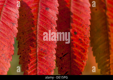 Staghorn Sumach (Rhus Typhina), close-up der Blätter in Herbstfärbung Stockfoto