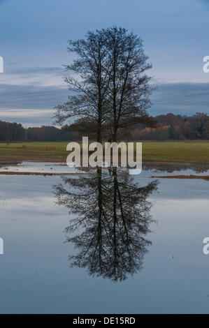 Mehrere schwarze Erlen (Alnus Glutinosa) mit Reflexionen im überfluteten Auen im späten Herbst, Moenchbruch Nature reserve Stockfoto