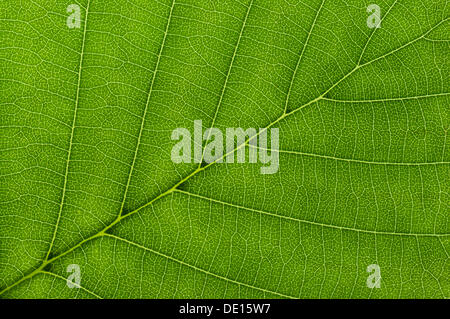 Blattstruktur von einem Schwarz-Erle (Alnus Glutinosa) im Durchlicht, detail Stockfoto