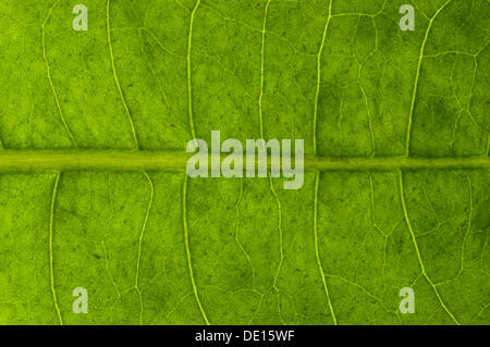 Blattstruktur der ein Löwenzahn (Taraxacum Officinale) im Durchlicht, detail Stockfoto
