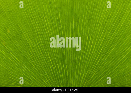 Blatt-Struktur von einem Ginkgo (Ginkgo Biloba), Detail, Frankfurt Am Main, Hessen, Deutschland Stockfoto