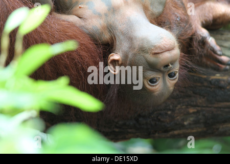 Ein wildes Leben Schuss von Orang-Utans in Gefangenschaft Stockfoto