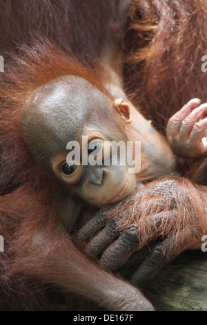 Ein wildes Leben Schuss von Orang-Utans in Gefangenschaft Stockfoto