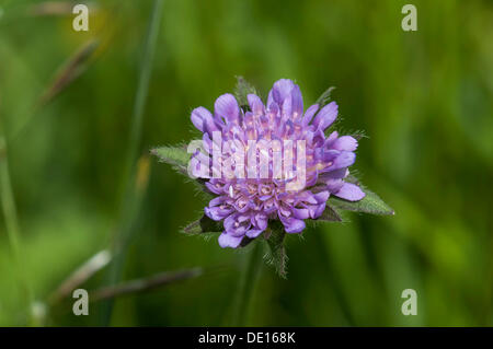 Blühendes Feld Witwenblume (Knautia Arvensis), Schmittroeder Wiesen Nature Reserve, Königstein Im Taunus, Hessen, Deutschland Stockfoto