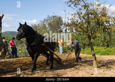 Landwirt pflügen den Boden die traditionelle Art, Ibiza, Spanien, Europa Stockfoto