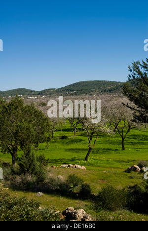 Mandelblüte im Tal von Santa Agnes, Ibiza, Spanien, Europe Stockfoto