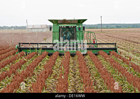 Sorghum Getreideproduktion auf Wilder Farmen 20. August 2013 in Navasota, Texas. Der Boden zeigt Anzeichen der Texas Dürre aber die Ernte zeigt keine Kranken Auswirkungen der Dürre. Stockfoto