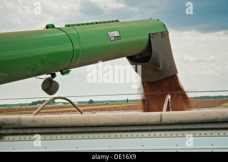 Sorghum Getreideproduktion auf Wilder Farmen 20. August 2013 in Navasota, Texas. Der Boden zeigt Anzeichen der Texas Dürre aber die Ernte zeigt keine Kranken Auswirkungen der Dürre. Stockfoto