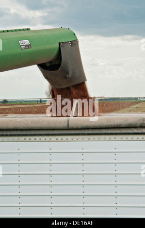 Sorghum Getreideproduktion auf Wilder Farmen 20. August 2013 in Navasota, Texas. Der Boden zeigt Anzeichen der Texas Dürre aber die Ernte zeigt keine Kranken Auswirkungen der Dürre. Stockfoto