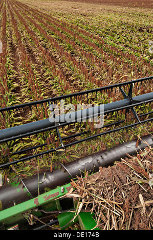 Sorghum Getreideproduktion auf Wilder Farmen 20. August 2013 in Navasota, Texas. Der Boden zeigt Anzeichen der Texas Dürre aber die Ernte zeigt keine Kranken Auswirkungen der Dürre. Stockfoto