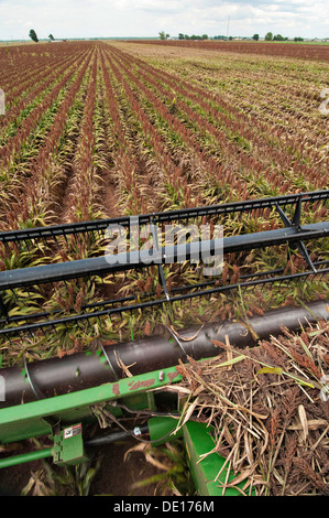 Sorghum Getreideproduktion auf Wilder Farmen 20. August 2013 in Navasota, Texas. Der Boden zeigt Anzeichen der Texas Dürre aber die Ernte zeigt keine Kranken Auswirkungen der Dürre. Stockfoto