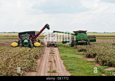 Sorghum Getreideproduktion auf Wilder Farmen 20. August 2013 in Navasota, Texas. Der Boden zeigt Anzeichen der Texas Dürre aber die Ernte zeigt keine Kranken Auswirkungen der Dürre. Stockfoto