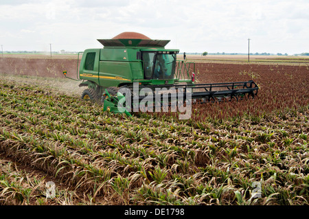 Sorghum Getreideproduktion auf Wilder Farmen 20. August 2013 in Navasota, Texas. Der Boden zeigt Anzeichen der Texas Dürre aber die Ernte zeigt keine Kranken Auswirkungen der Dürre. Stockfoto