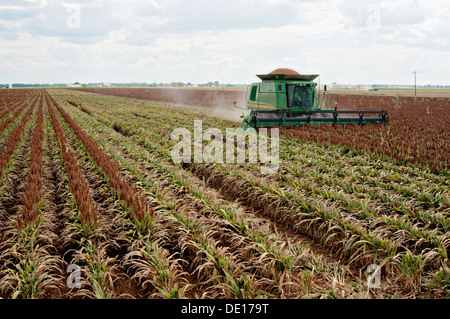 Sorghum Getreideproduktion auf Wilder Farmen 20. August 2013 in Navasota, Texas. Der Boden zeigt Anzeichen der Texas Dürre aber die Ernte zeigt keine Kranken Auswirkungen der Dürre. Stockfoto