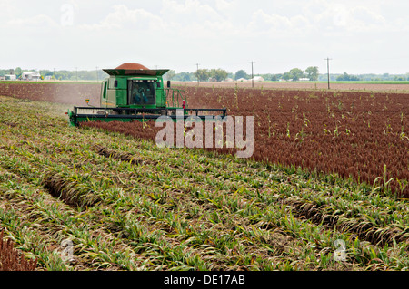 Sorghum Getreideproduktion auf Wilder Farmen 20. August 2013 in Navasota, Texas. Der Boden zeigt Anzeichen der Texas Dürre aber die Ernte zeigt keine Kranken Auswirkungen der Dürre. Stockfoto