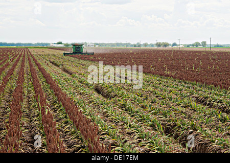 Sorghum Getreideproduktion auf Wilder Farmen 20. August 2013 in Navasota, Texas. Der Boden zeigt Anzeichen der Texas Dürre aber die Ernte zeigt keine Kranken Auswirkungen der Dürre. Stockfoto