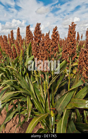 Sorghum Getreideproduktion auf Wilder Farmen 20. August 2013 in Navasota, Texas. Der Boden zeigt Anzeichen der Texas Dürre aber die Ernte zeigt keine Kranken Auswirkungen der Dürre. Stockfoto