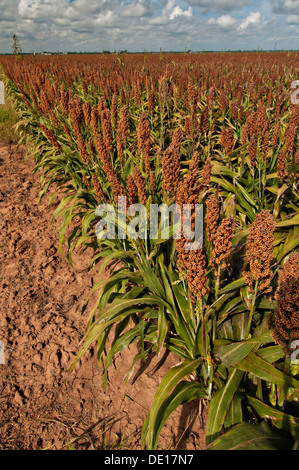 Sorghum Getreideproduktion auf Wilder Farmen 20. August 2013 in Navasota, Texas. Der Boden zeigt Anzeichen der Texas Dürre aber die Ernte zeigt keine Kranken Auswirkungen der Dürre. Stockfoto