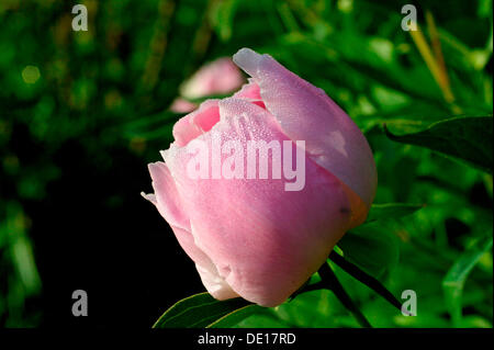Pfingstrose (Paeonia) mit Tau Stockfoto