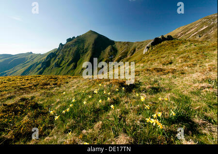 Massif du Sancy, Parc Naturel Regional des Vulkane d ' Auvergne, regionaler Naturpark der Vulkane der Auvergne, Monts Dore Stockfoto