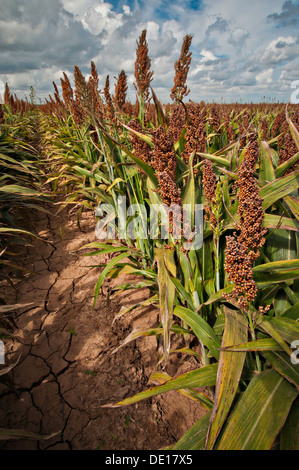 Sorghum Getreideproduktion auf Wilder Farmen 20. August 2013 in Navasota, Texas. Der Boden zeigt Anzeichen der Texas Dürre aber die Ernte zeigt keine Kranken Auswirkungen der Dürre. Stockfoto