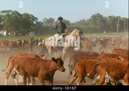 Gaucho auf dem Pferderücken, treiben des Viehs, Estancia San Isidro del Llano in Richtung Carmen Casares, Provinz Buenos Aires, Argentinien Stockfoto