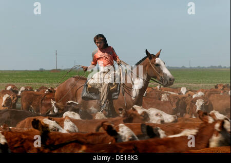 Gaucho auf dem Pferderücken, treiben des Viehs, Estancia San Isidro del Llano in Richtung Carmen Casares, Provinz Buenos Aires, Argentinien Stockfoto